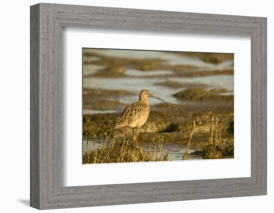 Palo Alto Baylands Nature Preserve, California, USA. Long-billed curlew walking in a tidal mudflat.-Janet Horton-Framed Photographic Print