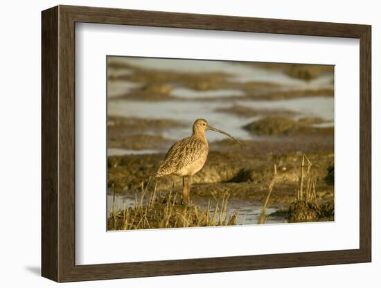 Palo Alto Baylands Nature Preserve, California, USA. Long-billed curlew walking in a tidal mudflat.-Janet Horton-Framed Photographic Print