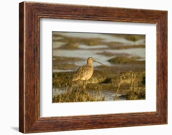 Palo Alto Baylands Nature Preserve, California, USA. Long-billed curlew walking in a tidal mudflat.-Janet Horton-Framed Photographic Print