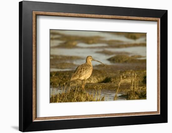 Palo Alto Baylands Nature Preserve, California, USA. Long-billed curlew walking in a tidal mudflat.-Janet Horton-Framed Photographic Print