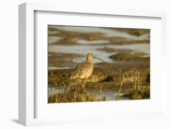 Palo Alto Baylands Nature Preserve, California, USA. Long-billed curlew walking in a tidal mudflat.-Janet Horton-Framed Photographic Print