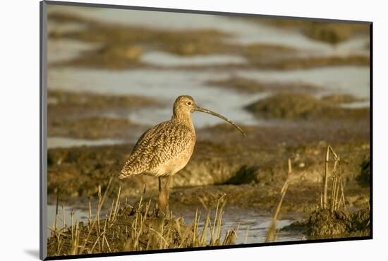 Palo Alto Baylands Nature Preserve, California, USA. Long-billed curlew walking in a tidal mudflat.-Janet Horton-Mounted Photographic Print