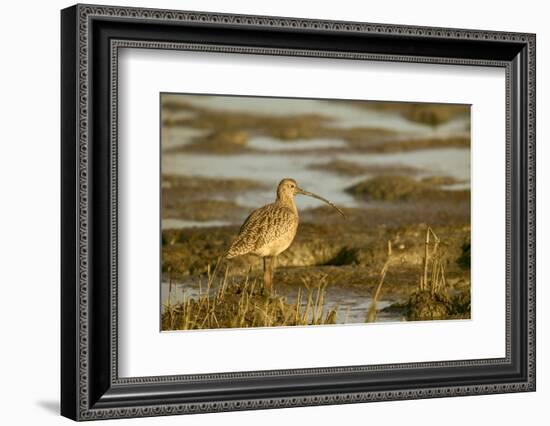 Palo Alto Baylands Nature Preserve, California, USA. Long-billed curlew walking in a tidal mudflat.-Janet Horton-Framed Photographic Print