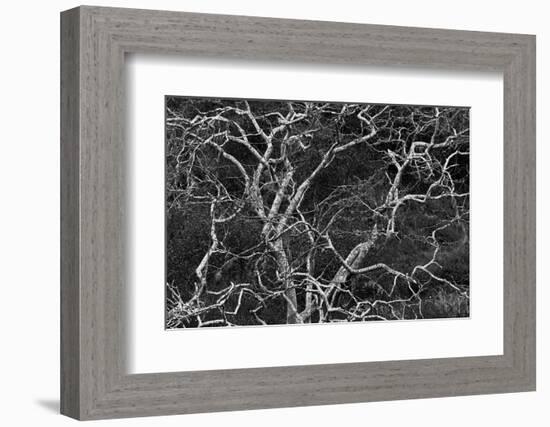 Palo santo tree. Floreana Island, Galapagos Islands, Ecuador-Adam Jones-Framed Photographic Print