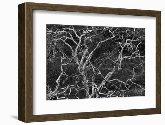 Palo santo tree. Floreana Island, Galapagos Islands, Ecuador-Adam Jones-Framed Photographic Print