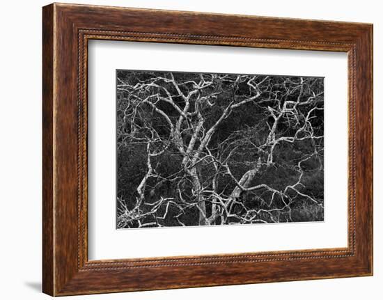 Palo santo tree. Floreana Island, Galapagos Islands, Ecuador-Adam Jones-Framed Photographic Print