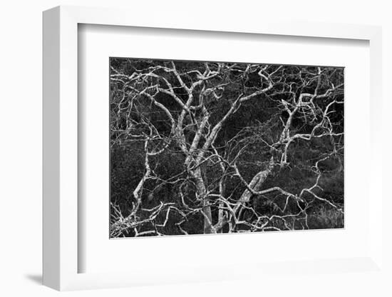 Palo santo tree. Floreana Island, Galapagos Islands, Ecuador-Adam Jones-Framed Photographic Print