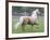 Palomino Andalusian Stallion Trotting in Paddock, Ojai, California, USA-Carol Walker-Framed Photographic Print