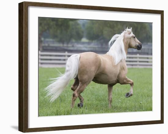 Palomino Andalusian Stallion Trotting in Paddock, Ojai, California, USA-Carol Walker-Framed Photographic Print