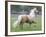 Palomino Andalusian Stallion Trotting in Paddock, Ojai, California, USA-Carol Walker-Framed Photographic Print