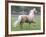 Palomino Andalusian Stallion Trotting in Paddock, Ojai, California, USA-Carol Walker-Framed Photographic Print