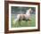 Palomino Andalusian Stallion Trotting in Paddock, Ojai, California, USA-Carol Walker-Framed Photographic Print