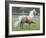 Palomino Andalusian Stallion Trotting in Paddock, Ojai, California, USA-Carol Walker-Framed Photographic Print