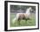 Palomino Andalusian Stallion Trotting in Paddock, Ojai, California, USA-Carol Walker-Framed Photographic Print