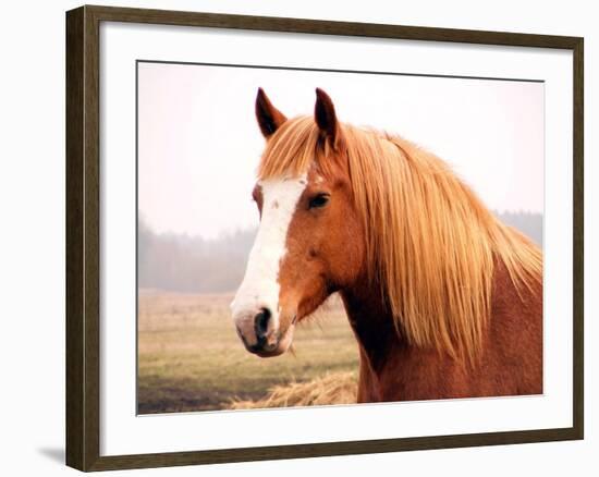 Palomino Horse Portrait-Anastasija Popova-Framed Photographic Print