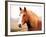 Palomino Horse Portrait-Anastasija Popova-Framed Photographic Print