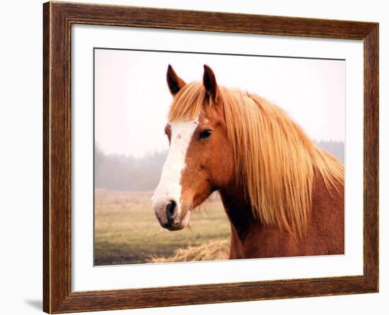 Palomino Horse Portrait-Anastasija Popova-Framed Photographic Print