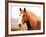 Palomino Horse Portrait-Anastasija Popova-Framed Photographic Print