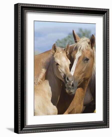 Palomino Peruvian paso mare and foal, New Mexico, USA-Carol Walker-Framed Photographic Print