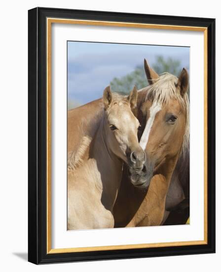 Palomino Peruvian paso mare and foal, New Mexico, USA-Carol Walker-Framed Photographic Print