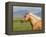 Palomino Quarter Horse Stallion, Head Profile, Longmont, Colorado, USA-Carol Walker-Framed Premier Image Canvas