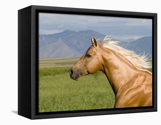 Palomino Quarter Horse Stallion, Head Profile, Longmont, Colorado, USA-Carol Walker-Framed Premier Image Canvas