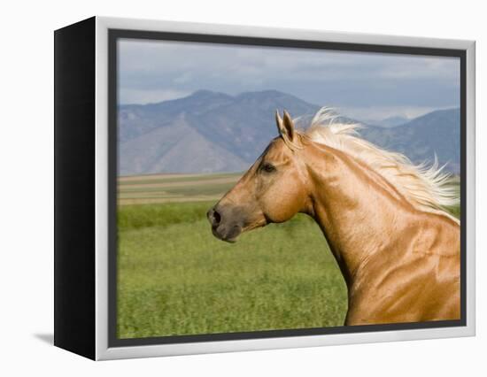 Palomino Quarter Horse Stallion, Head Profile, Longmont, Colorado, USA-Carol Walker-Framed Premier Image Canvas