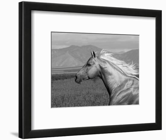 Palomino Quarter Horse Stallion, Head Profile, Longmont, Colorado, USA-Carol Walker-Framed Premium Photographic Print