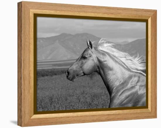 Palomino Quarter Horse Stallion, Head Profile, Longmont, Colorado, USA-Carol Walker-Framed Premier Image Canvas