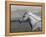 Palomino Quarter Horse Stallion, Head Profile, Longmont, Colorado, USA-Carol Walker-Framed Premier Image Canvas