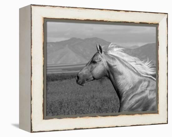 Palomino Quarter Horse Stallion, Head Profile, Longmont, Colorado, USA-Carol Walker-Framed Premier Image Canvas