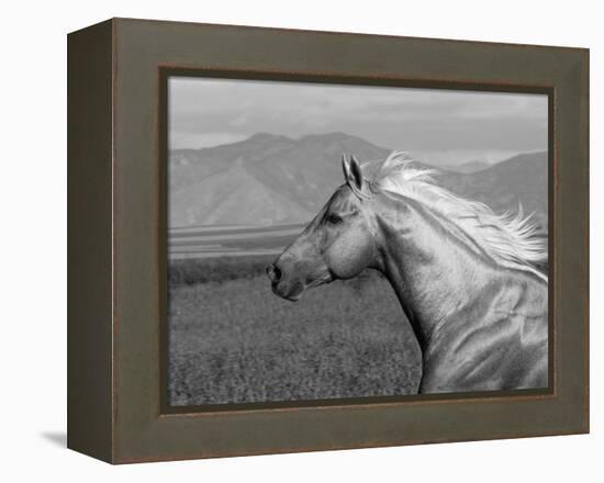 Palomino Quarter Horse Stallion, Head Profile, Longmont, Colorado, USA-Carol Walker-Framed Premier Image Canvas