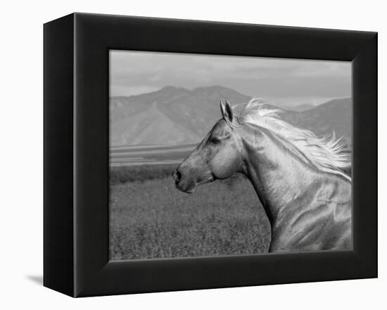 Palomino Quarter Horse Stallion, Head Profile, Longmont, Colorado, USA-Carol Walker-Framed Premier Image Canvas