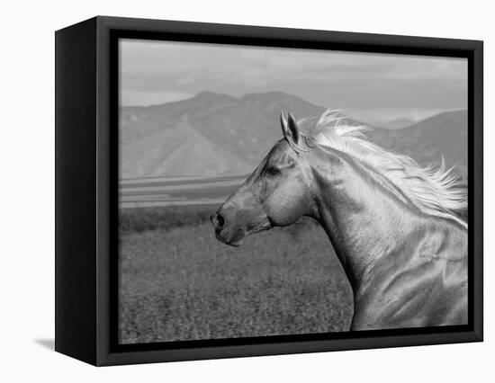 Palomino Quarter Horse Stallion, Head Profile, Longmont, Colorado, USA-Carol Walker-Framed Premier Image Canvas