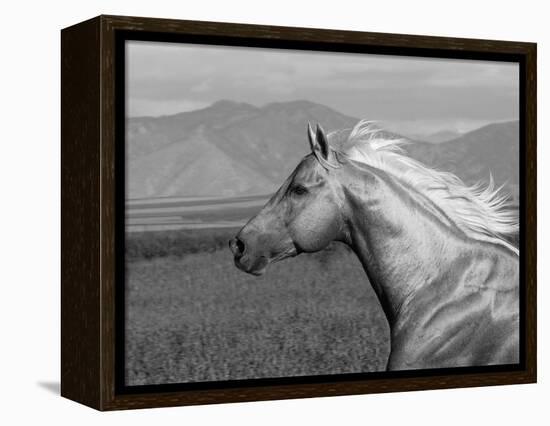 Palomino Quarter Horse Stallion, Head Profile, Longmont, Colorado, USA-Carol Walker-Framed Premier Image Canvas