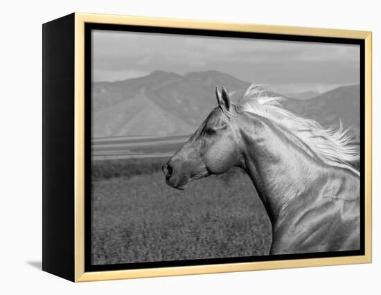 Palomino Quarter Horse Stallion, Head Profile, Longmont, Colorado, USA-Carol Walker-Framed Premier Image Canvas