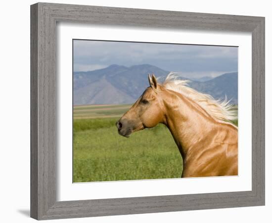 Palomino Quarter Horse Stallion, Head Profile, Longmont, Colorado, USA-Carol Walker-Framed Photographic Print