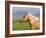 Palomino Quarter Horse Stallion, Head Profile, Longmont, Colorado, USA-Carol Walker-Framed Photographic Print