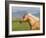 Palomino Quarter Horse Stallion, Head Profile, Longmont, Colorado, USA-Carol Walker-Framed Photographic Print