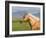 Palomino Quarter Horse Stallion, Head Profile, Longmont, Colorado, USA-Carol Walker-Framed Photographic Print