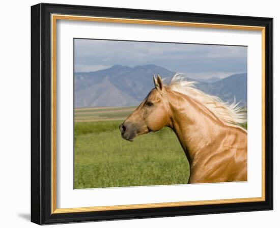 Palomino Quarter Horse Stallion, Head Profile, Longmont, Colorado, USA-Carol Walker-Framed Photographic Print