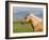 Palomino Quarter Horse Stallion, Head Profile, Longmont, Colorado, USA-Carol Walker-Framed Photographic Print