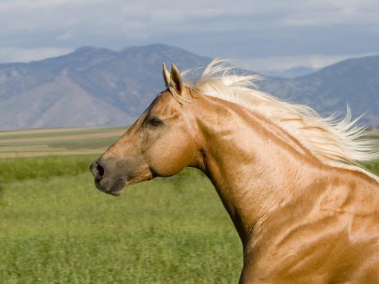 Palomino Quarter Horse Stallion, Head Profile, Longmont, Colorado, USA