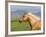 Palomino Quarter Horse Stallion, Head Profile, Longmont, Colorado, USA-Carol Walker-Framed Photographic Print