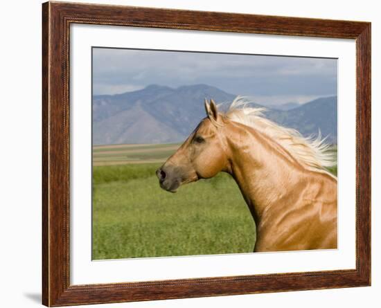 Palomino Quarter Horse Stallion, Head Profile, Longmont, Colorado, USA-Carol Walker-Framed Photographic Print