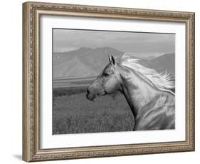 Palomino Quarter Horse Stallion, Head Profile, Longmont, Colorado, USA-Carol Walker-Framed Photographic Print