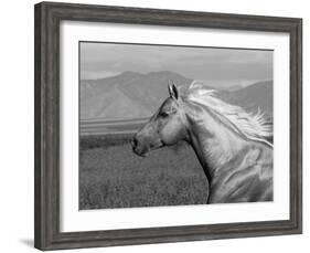 Palomino Quarter Horse Stallion, Head Profile, Longmont, Colorado, USA-Carol Walker-Framed Photographic Print