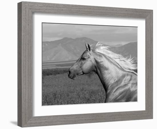 Palomino Quarter Horse Stallion, Head Profile, Longmont, Colorado, USA-Carol Walker-Framed Photographic Print