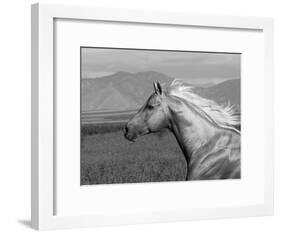 Palomino Quarter Horse Stallion, Head Profile, Longmont, Colorado, USA-Carol Walker-Framed Photographic Print