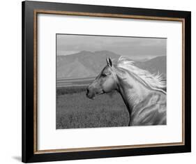 Palomino Quarter Horse Stallion, Head Profile, Longmont, Colorado, USA-Carol Walker-Framed Photographic Print